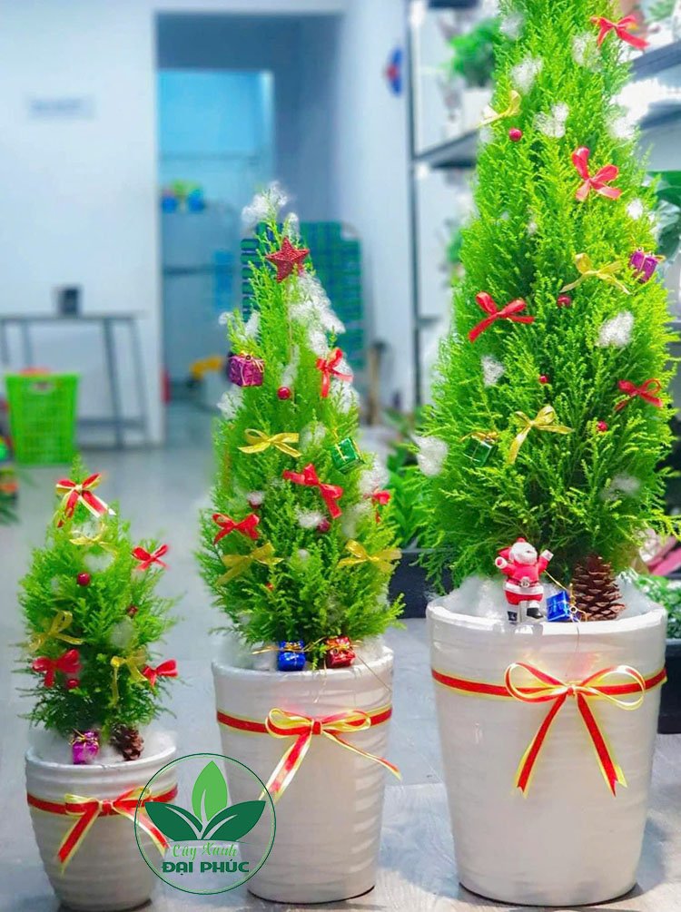 Cây thông Noel – Cây sơn tùng trang trí Noel trồng sẵn trong chậu đẹp, hiện đại 3