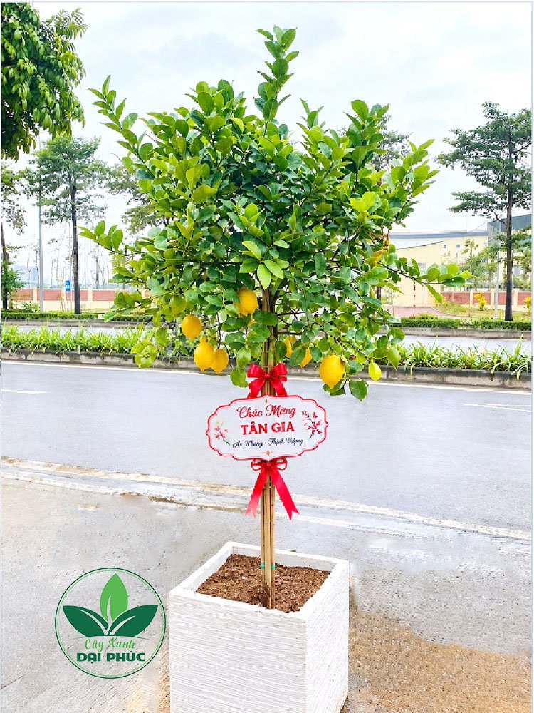 CÂY CHANH MỸ TRỒNG CHẬU – ĐIỂM NHẤN XANH THỜI THƯỢNG CHO NHÀ ĐẸP, QUÀ TẶNG Ý NGHĨA