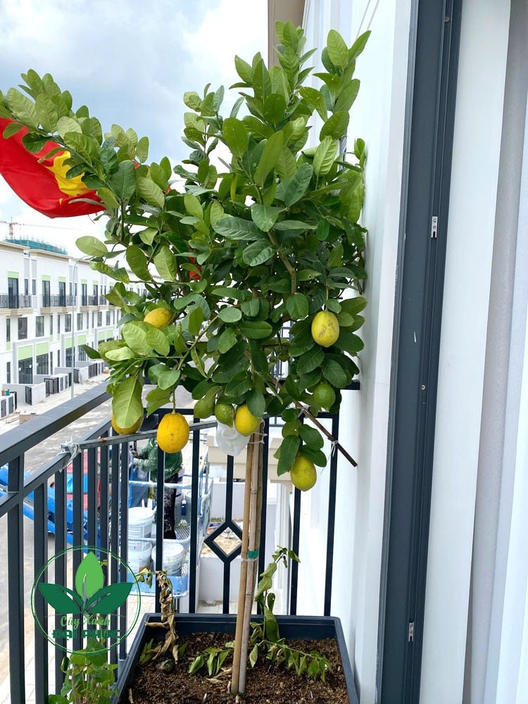 CÂY CHANH MỸ TRỒNG CHẬU – ĐIỂM NHẤN XANH THỜI THƯỢNG CHO NHÀ ĐẸP, QUÀ TẶNG Ý NGHĨA 2