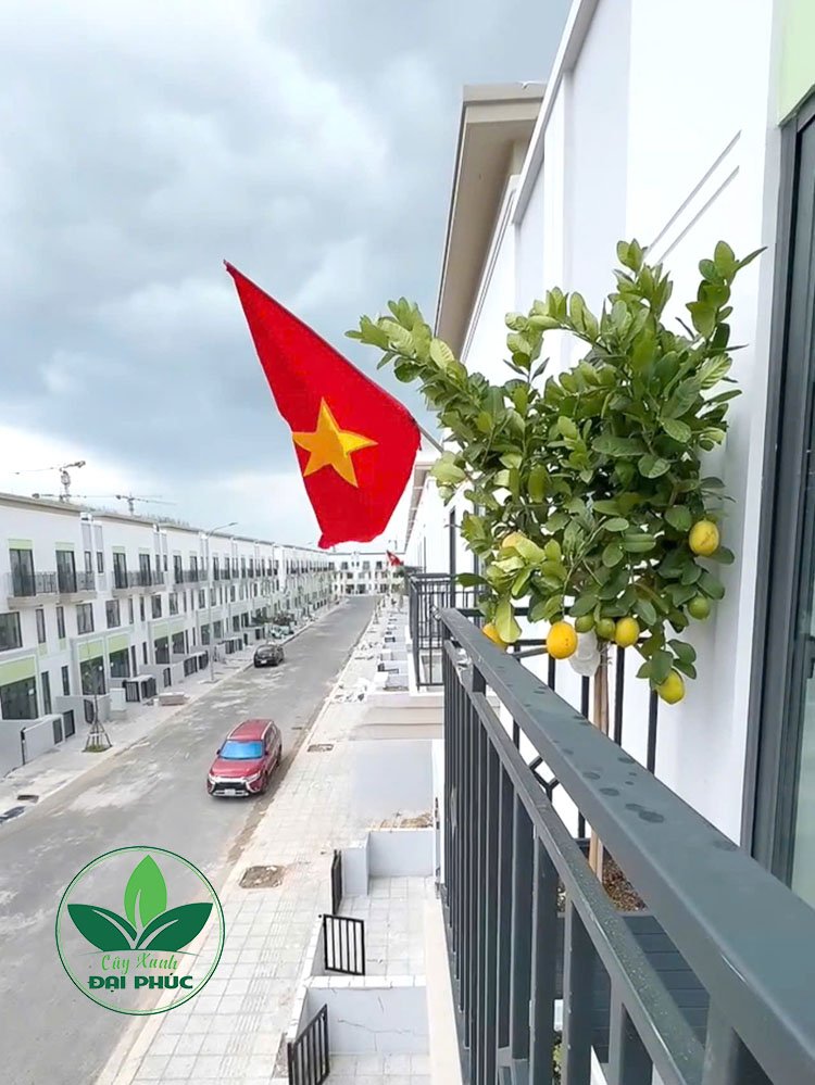 CÂY CHANH MỸ TRỒNG CHẬU – ĐIỂM NHẤN XANH THỜI THƯỢNG CHO NHÀ ĐẸP, QUÀ TẶNG Ý NGHĨA 3