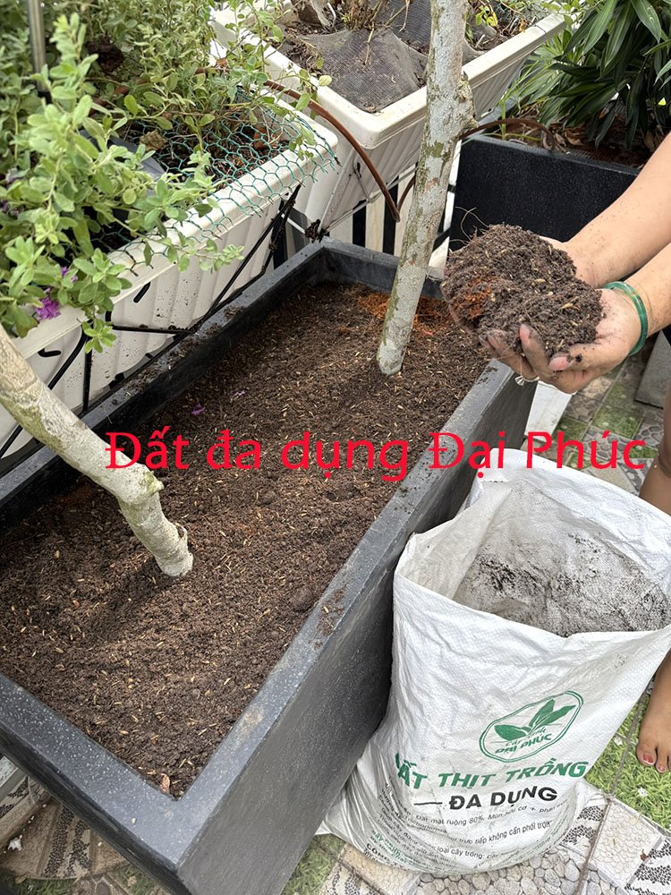 Đất trồng cây đa dụng Đại Phúc có gì đặc biệt so với các loại đất thường bán trên thị trường? 3