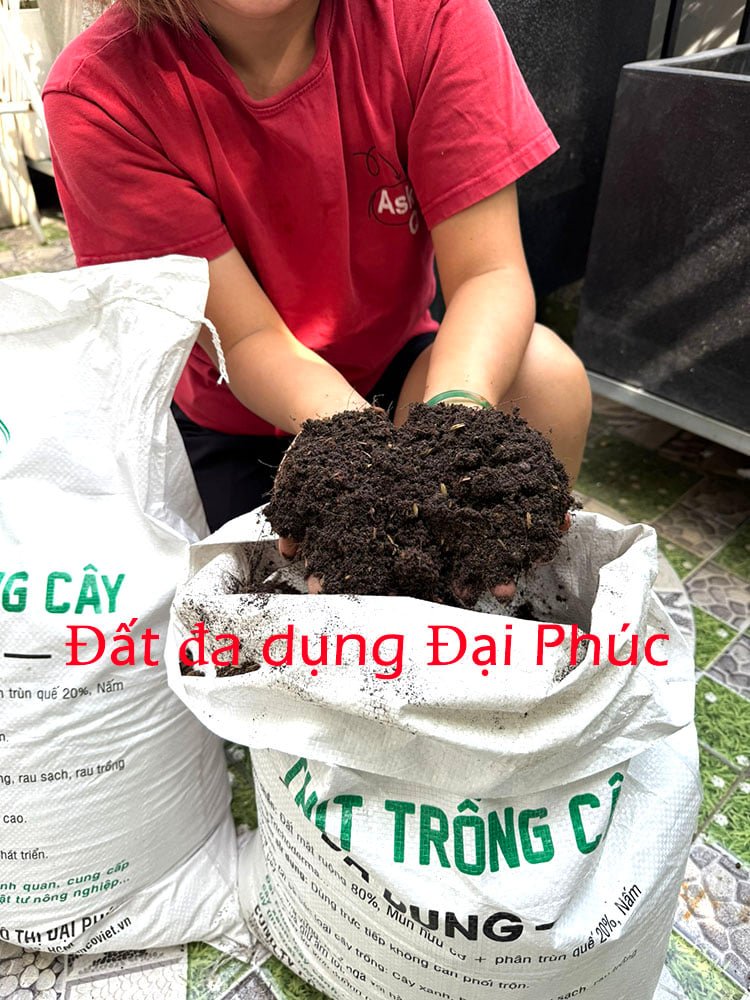 Đất trồng cây đa dụng Đại Phúc có gì đặc biệt so với các loại đất thường bán trên thị trường?