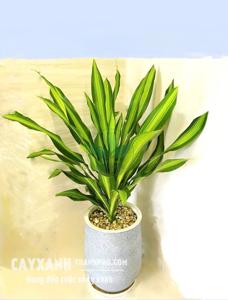 Cây Thiết Mộc Lan Trồng Chậu – Cây Quà Tặng Khai Trương, Tân Gia, Văn Phòng Đẹp Sang Trọng 3