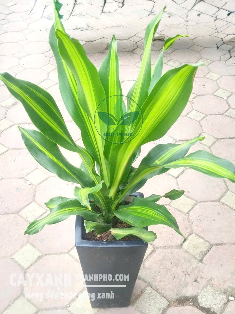 Cây Thiết Mộc Lan Trồng Chậu – Cây Quà Tặng Khai Trương, Tân Gia, Văn Phòng Đẹp Sang Trọng 2