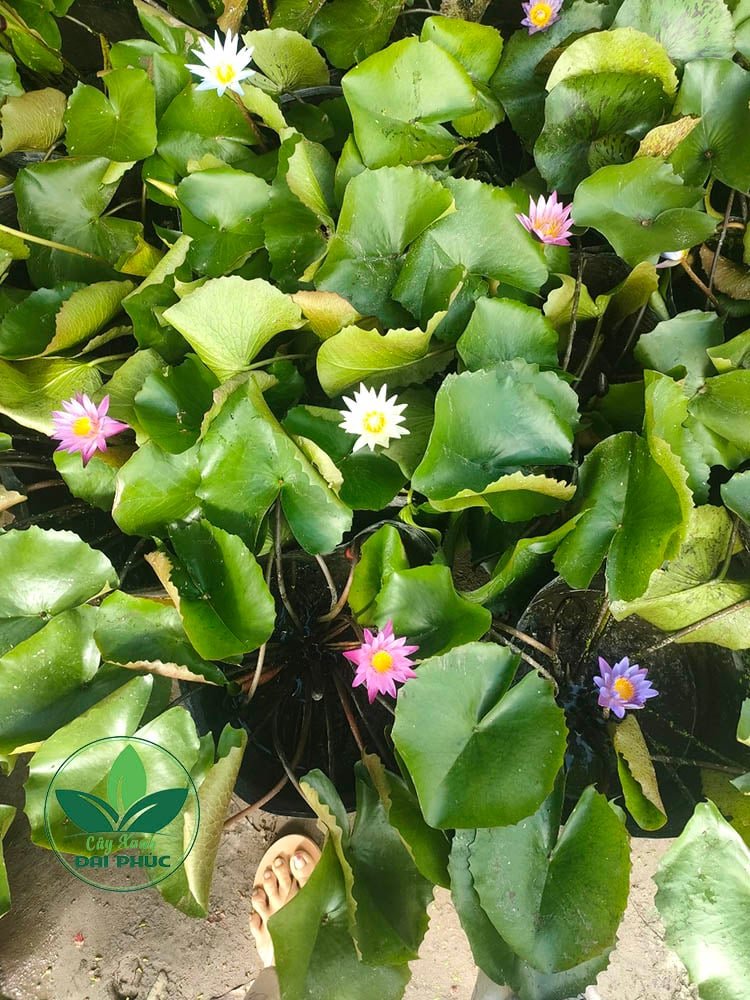 Hoa súng – Cung cấp và trồng hoa súng cảnh quan tại TP.HCM