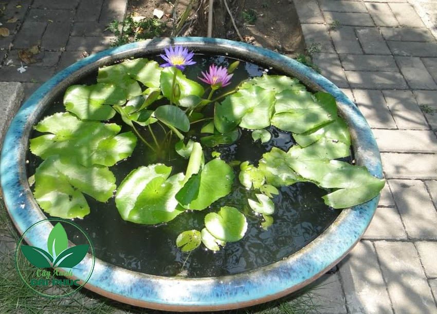 Hoa súng – Cung cấp và trồng hoa súng cảnh quan tại TP.HCM 3