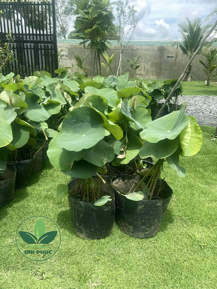 Hoa sen – Cung cấp và trồng sen cảnh quan tại TP.HCM 2