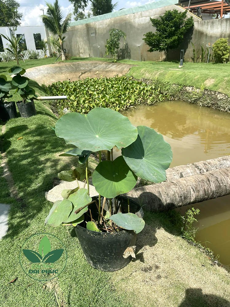 Hoa sen – Cung cấp và trồng sen cảnh quan tại TP.HCM