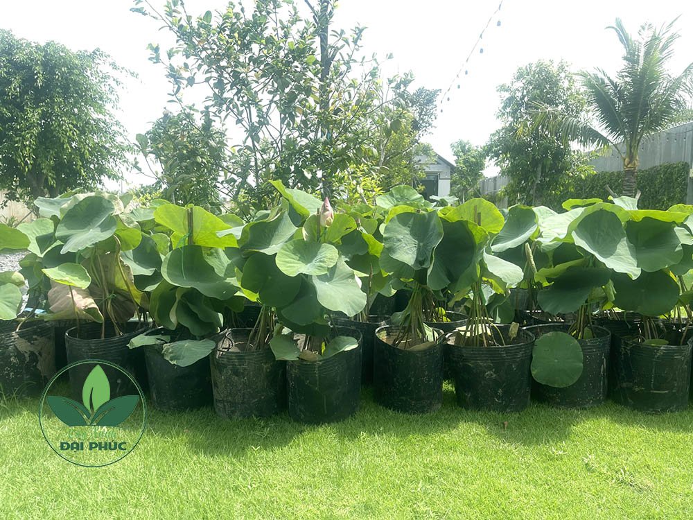 Hoa sen – Cung cấp và trồng sen cảnh quan tại TP.HCM 3