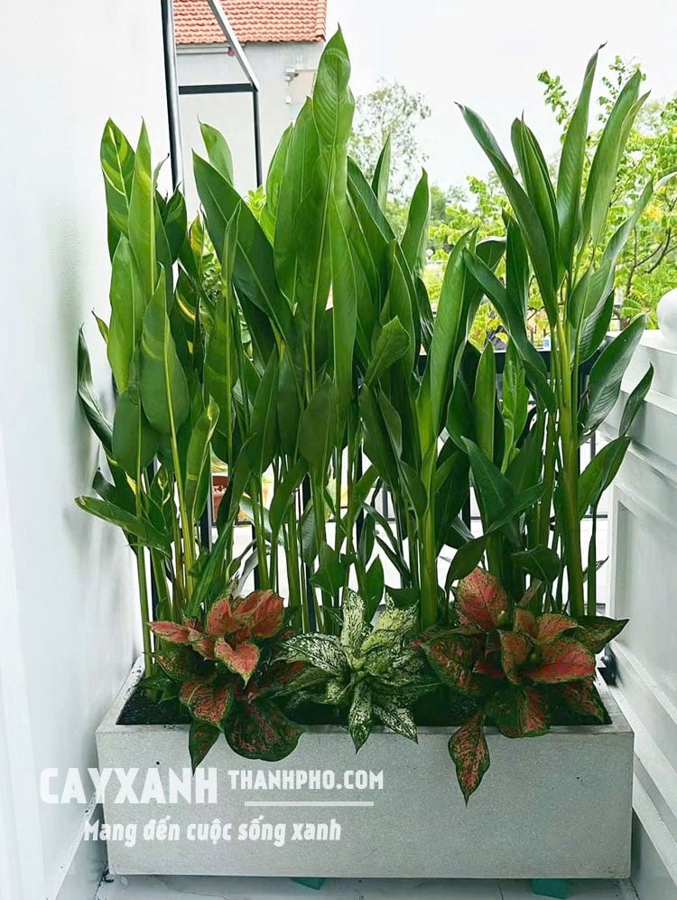 Cây Chuối cảnh trồng sẵn trong chậu