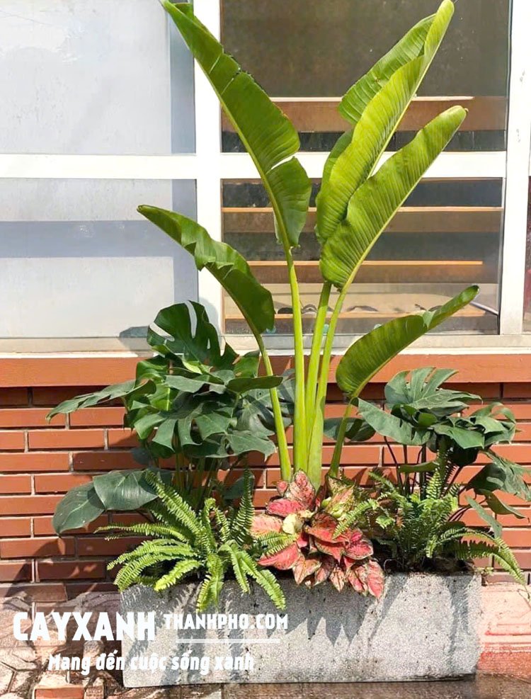 Cây Chuối cảnh trồng sẵn trong chậu 3