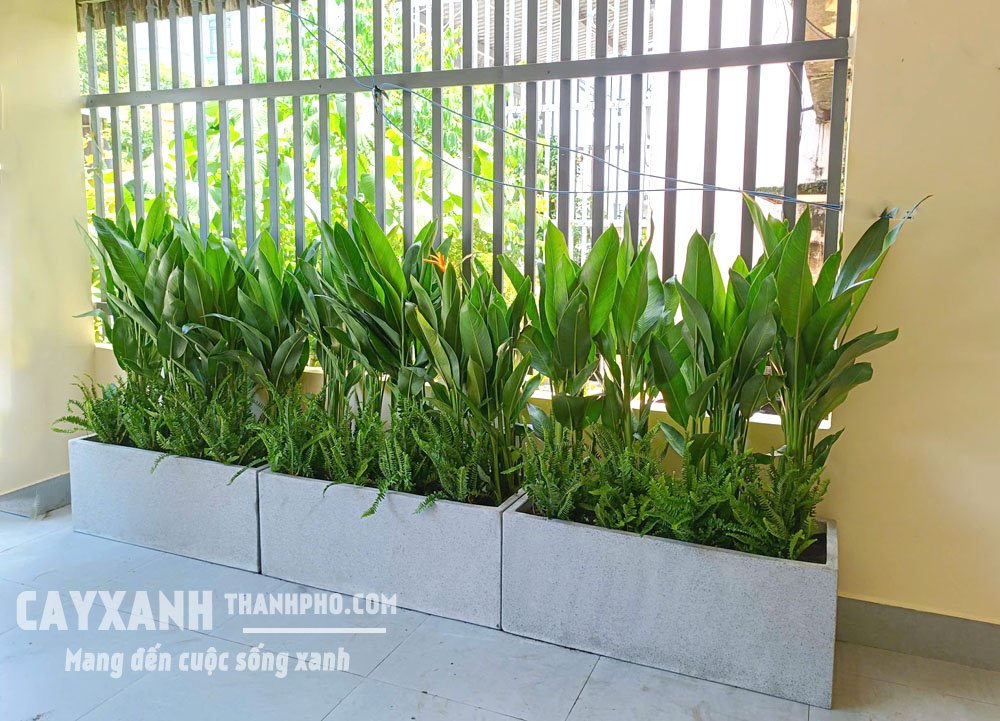 Cây Chuối cảnh trồng sẵn trong chậu 2