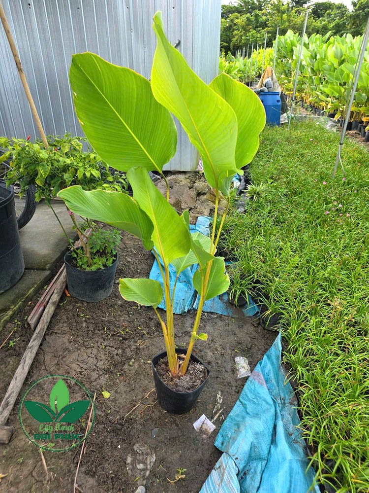 Cây dong bạc – Cây lá đẹp tạo điểm nhấn cho sân vườn