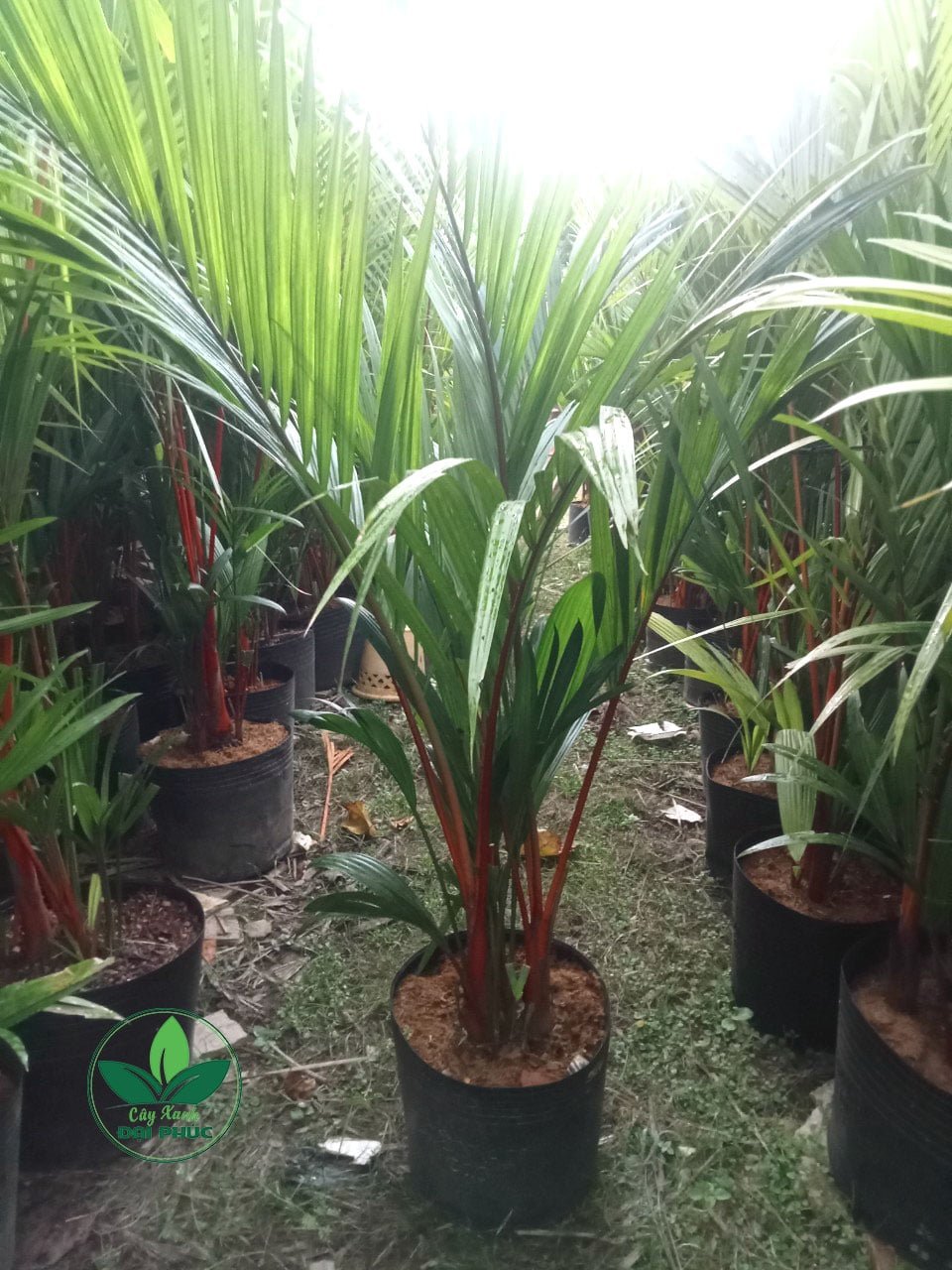 Cây cau đỏ – Cây ngoại thất phong thủy nổi bật cho sân vườn 2