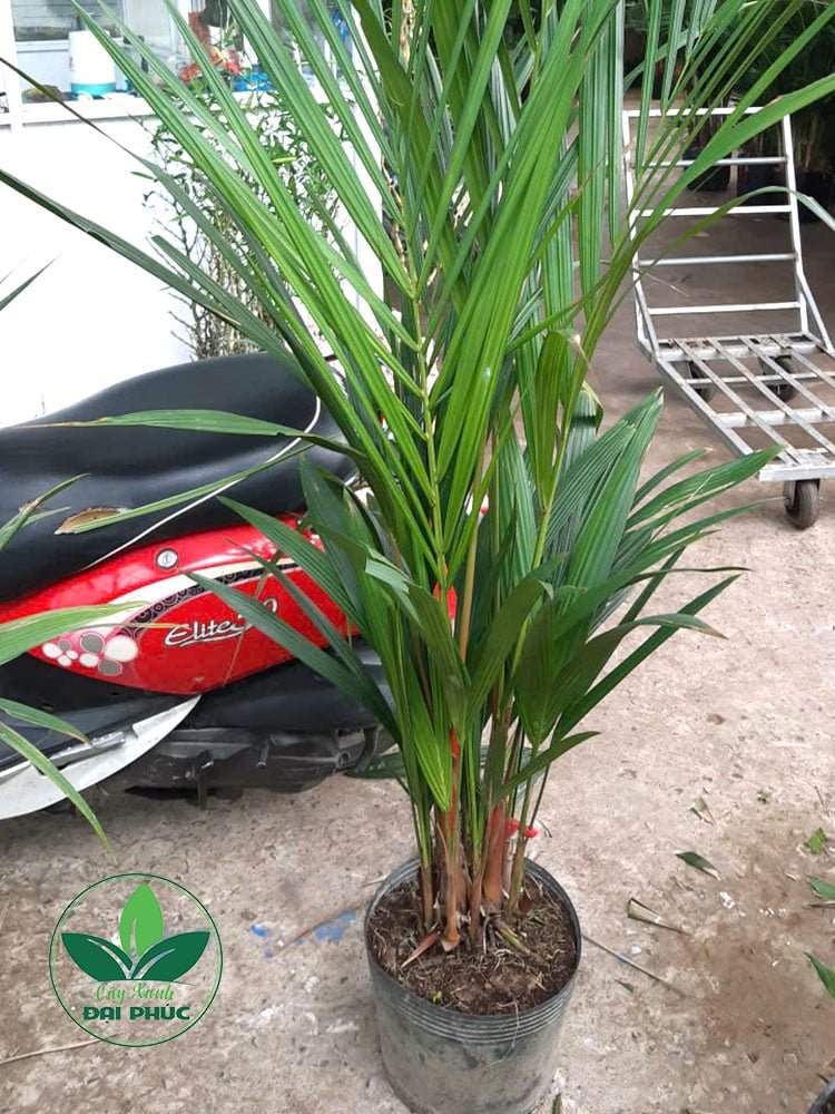 Cây cau đỏ – Cây ngoại thất phong thủy nổi bật cho sân vườn