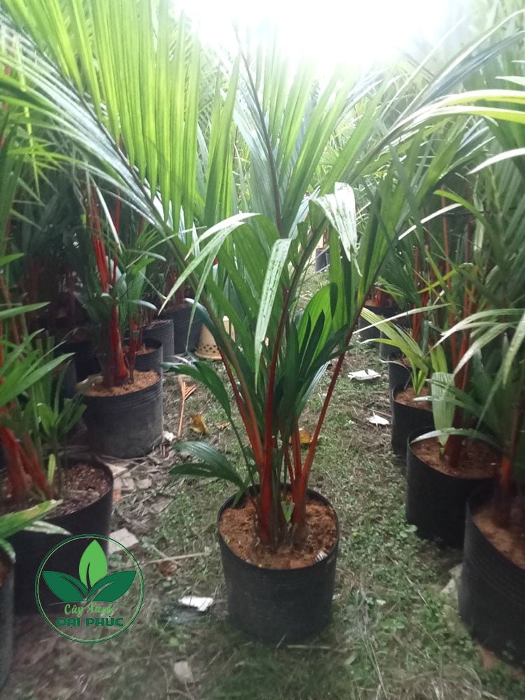 Cây cau đỏ – Cây ngoại thất phong thủy nổi bật cho sân vườn 3