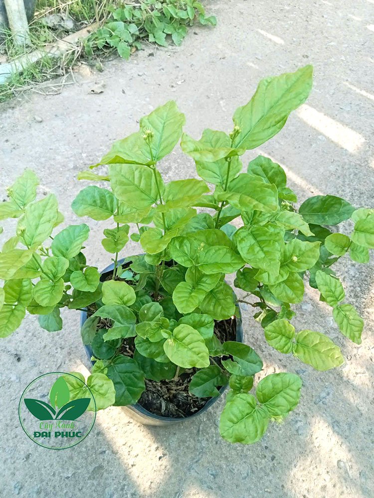 Hoa lài – Cây cảnh sân vườn vừa thơm, vừa đẹp 2