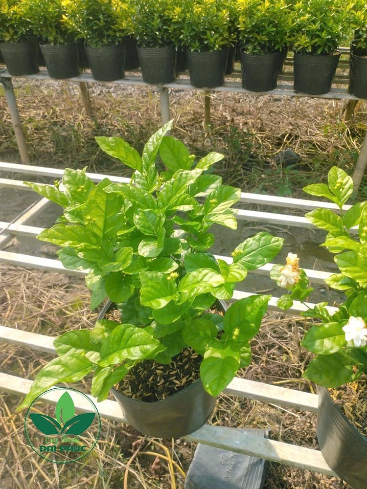 Hoa lài – Cây cảnh sân vườn vừa thơm, vừa đẹp