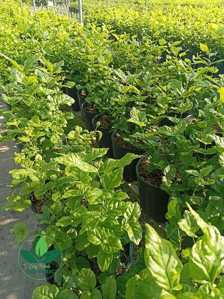 Hoa lài – Cây cảnh sân vườn vừa thơm, vừa đẹp 3
