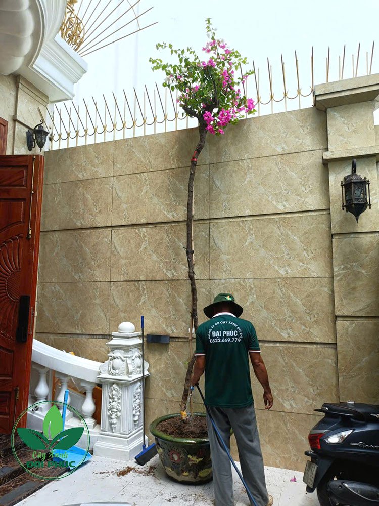 Hoa Giấy Leo Kích Thước Lớn – Phù Hợp Trồng Cổng, Hàng Rào 2