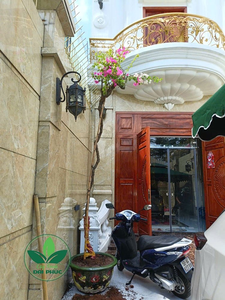 Hoa Giấy Leo Kích Thước Lớn – Phù Hợp Trồng Cổng, Hàng Rào