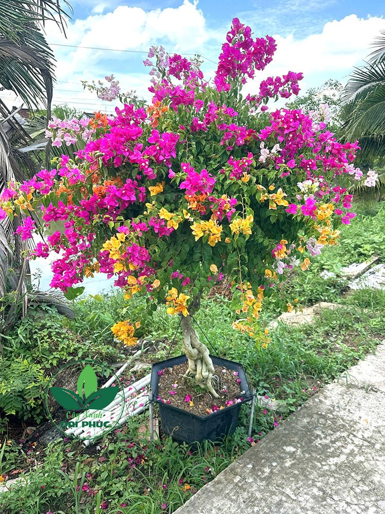 Hoa Giấy Ngũ Sắc – Cây Cảnh Sân Vườn Rực Rỡ, Dễ Chăm 2