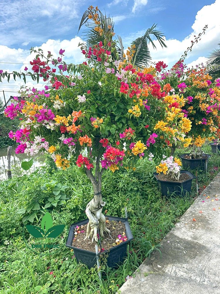 Hoa Giấy Ngũ Sắc – Cây Cảnh Sân Vườn Rực Rỡ, Dễ Chăm