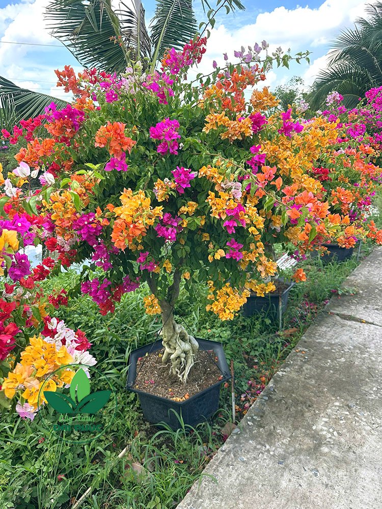 Hoa Giấy Ngũ Sắc – Cây Cảnh Sân Vườn Rực Rỡ, Dễ Chăm 3