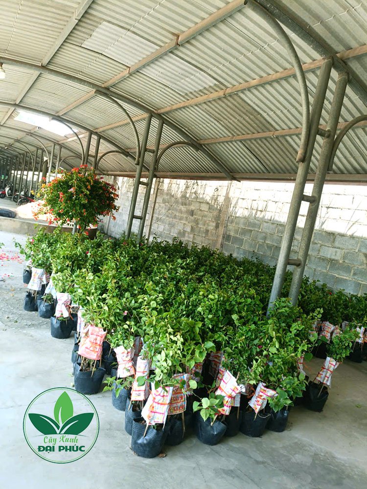 Cây Hoa Giấy Thường – Hoa Cảnh Sân Vườn Dễ Trồng, Rực Rỡ Quanh Năm 3