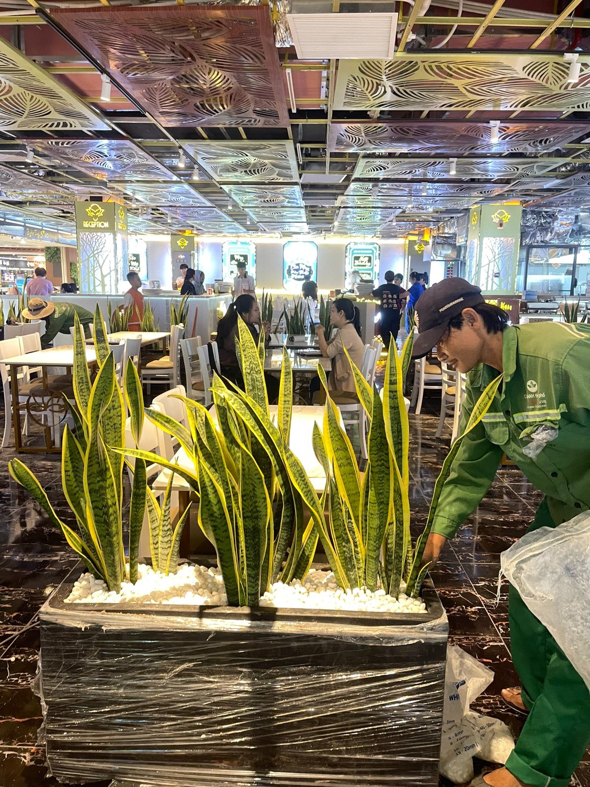 Cây Lưỡi Hổ Trồng Chậu