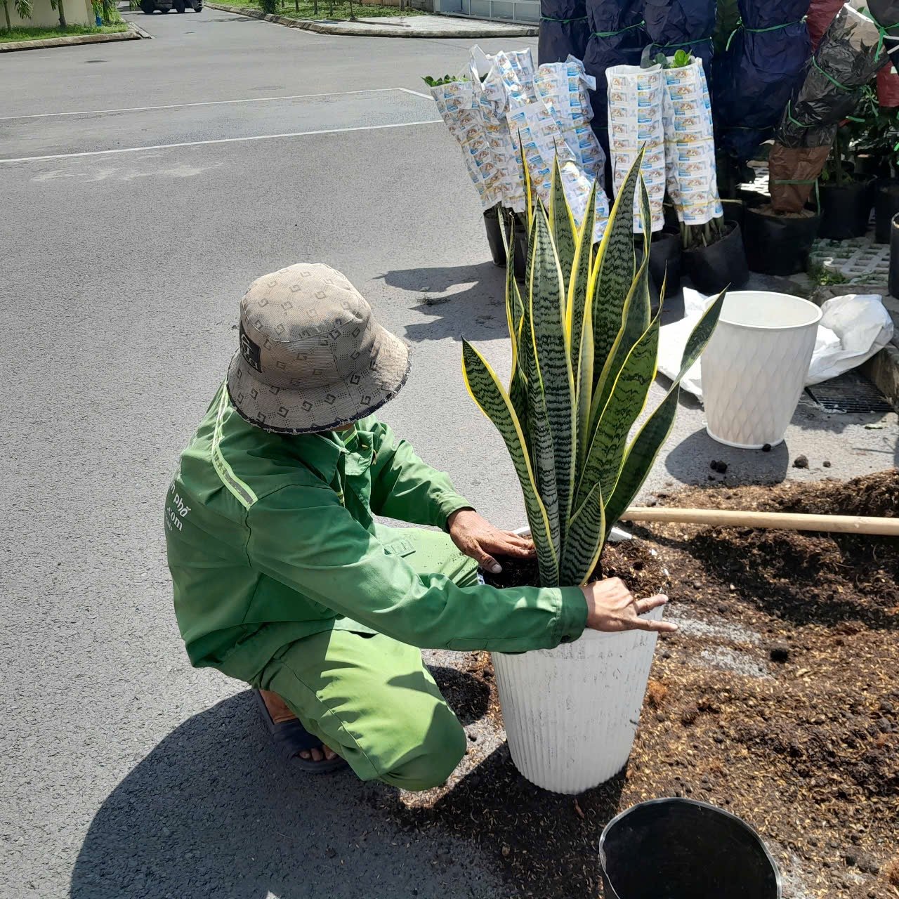 Cây Lưỡi Hổ Trồng Chậu 2