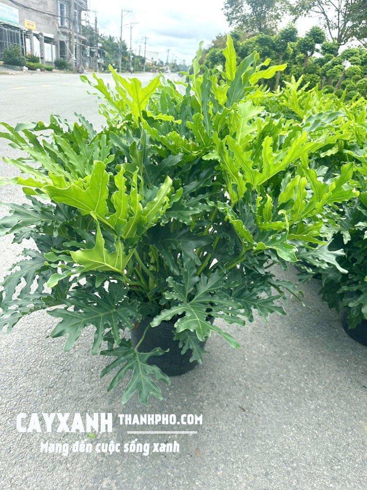 Trầu Bà Thanh Xuân Trồng Sẵn Trong Chậu – Nhận Cây Đặt Ngay, Không Cần Chăm Sóc Ban Đầu 2