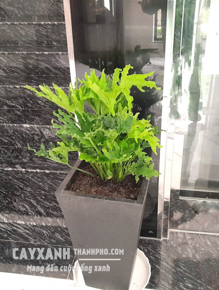 Trầu Bà Thanh Xuân Trồng Sẵn Trong Chậu – Nhận Cây Đặt Ngay, Không Cần Chăm Sóc Ban Đầu 3