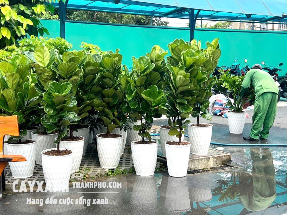 Cây Bàng Singapore Trồng Sẵn Trong Chậu – Sang Trọng, Đẳng Cấp Cho Mọi Không Gian 2