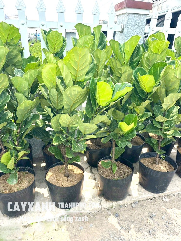 Cây Bàng Singapore Trồng Sẵn Trong Chậu – Sang Trọng, Đẳng Cấp Cho Mọi Không Gian 3