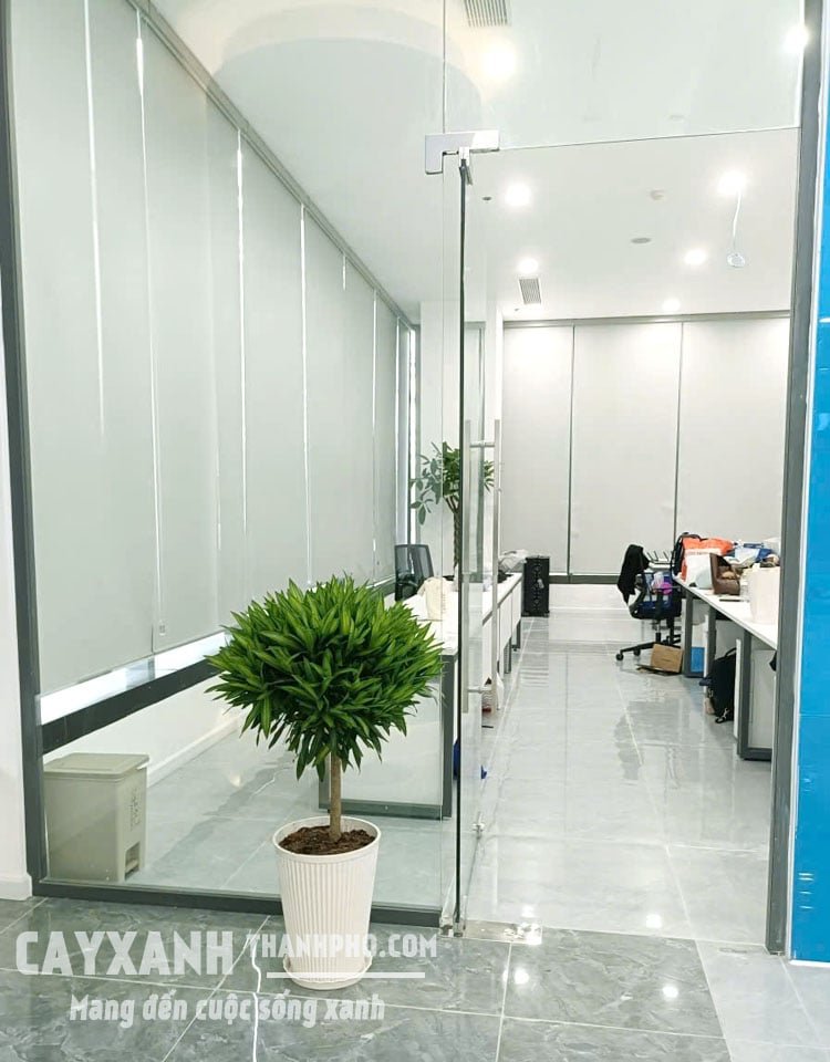Trúc Bách Hợp Trồng Chậu – Cây Nội Thất Xanh Mát, Mang Tài Lộc Và Bình An 3