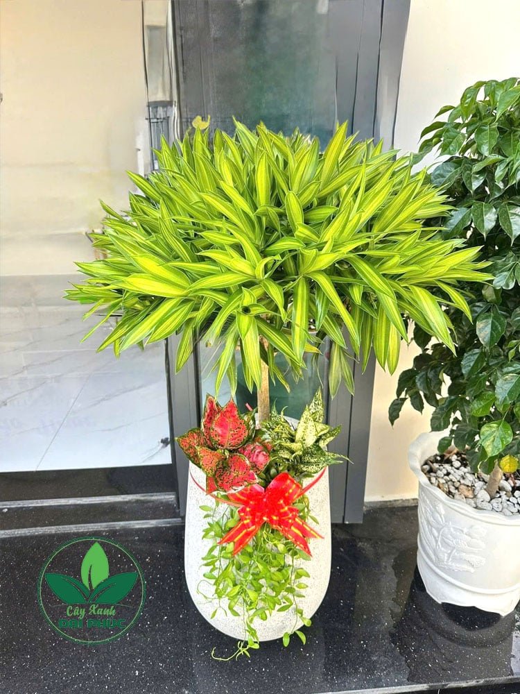 Trúc Bách Hợp Trồng Chậu – Cây Nội Thất Xanh Mát, Mang Tài Lộc Và Bình An