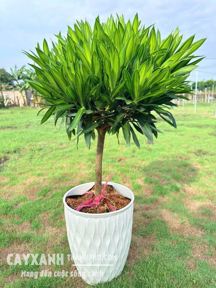 Trúc Bách Hợp Trồng Chậu – Cây Nội Thất Xanh Mát, Mang Tài Lộc Và Bình An 2