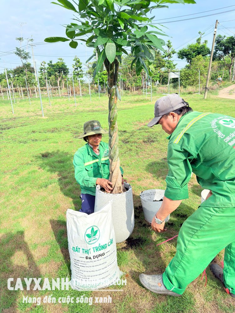 Cây Kim Ngân Thắt Bím Trồng Chậu – Vẻ Đẹp Độc Đáo Mang Tài Lộc Và Thịnh Vượng 2