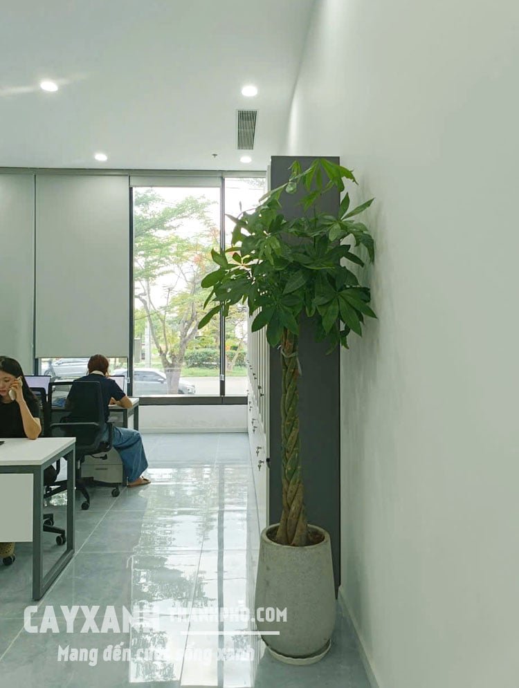 Cây Kim Ngân Thắt Bím Trồng Chậu – Vẻ Đẹp Độc Đáo Mang Tài Lộc Và Thịnh Vượng 3