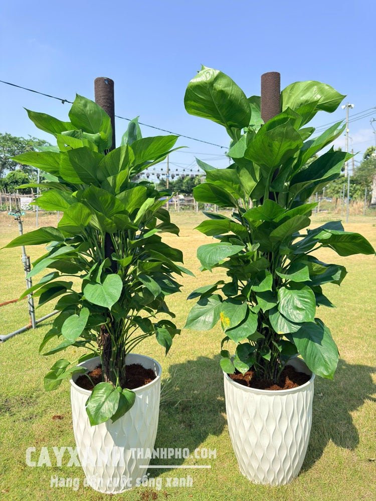 Trầu Bà Cột Trồng Chậu – Chậu Cây Trang Trí Sang Trọng 2