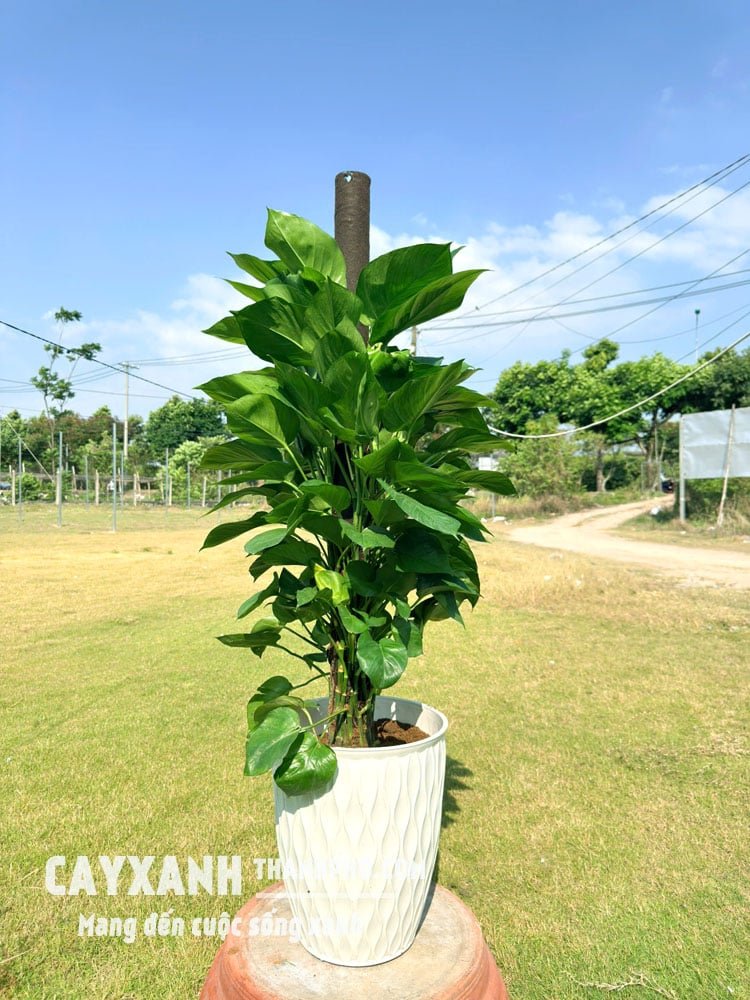 Trầu Bà Cột Trồng Chậu – Chậu Cây Trang Trí Sang Trọng 3