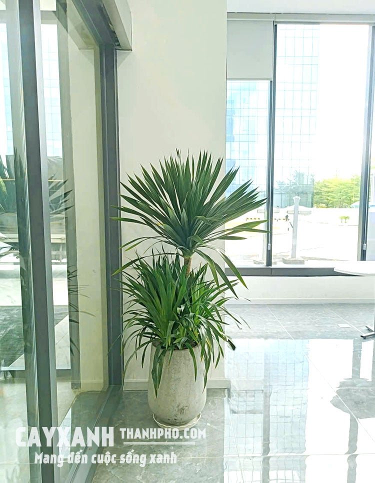 Cây Phát Tài Núi Trồng Sẵn Trong Chậu – Mang Tài Lộc Đến Không Gian Sống 2