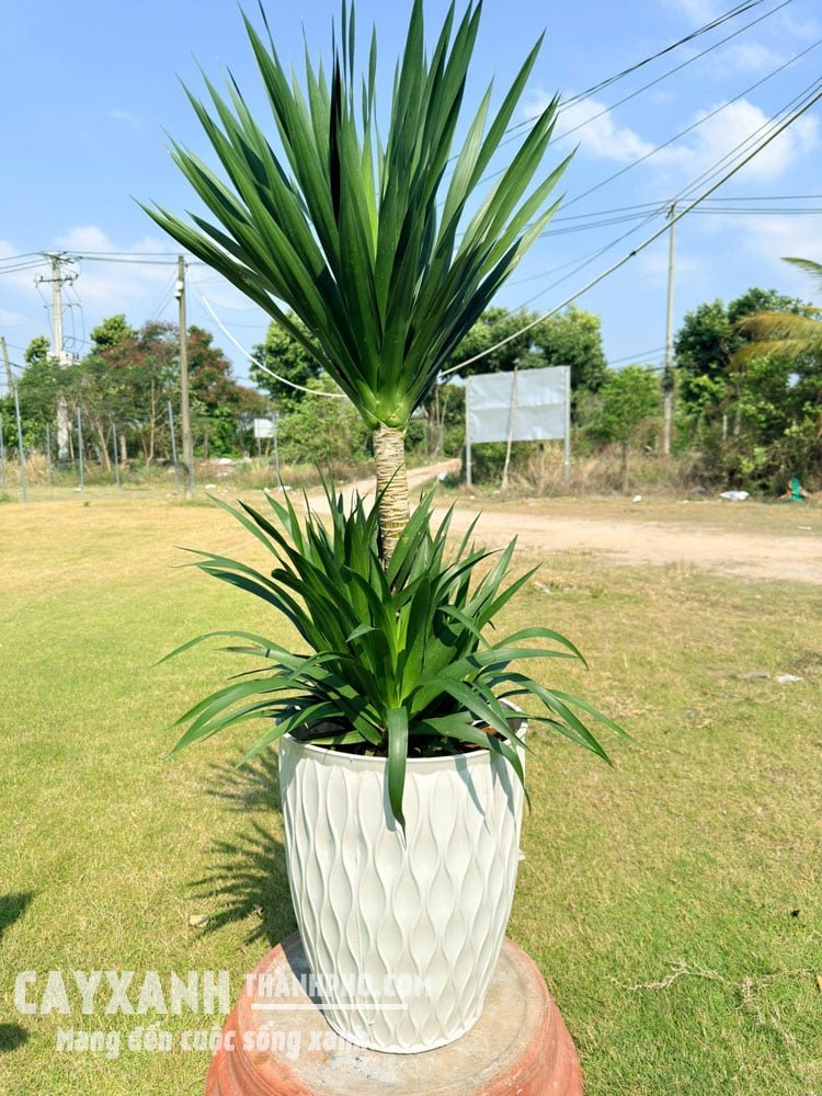 Cây Phát Tài Núi Trồng Sẵn Trong Chậu – Mang Tài Lộc Đến Không Gian Sống 3