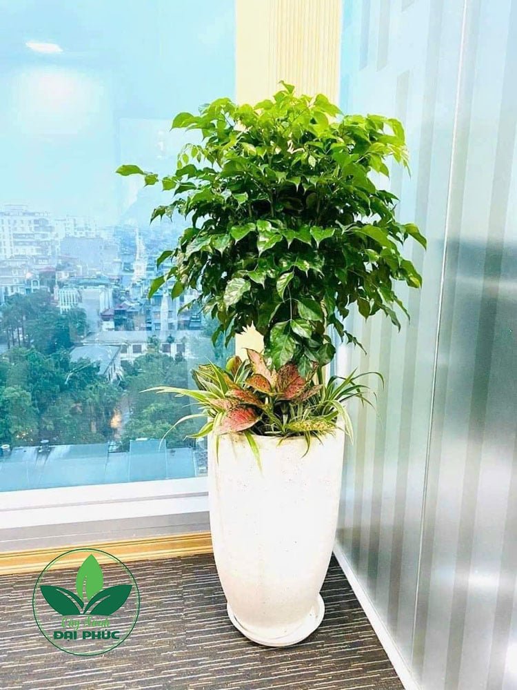 CÂY HẠNH PHÚC TRỒNG SẴN TRONG CHẬU – MÓN QUÀ XANH MANG MAY MẮN, TÀI LỘC VÀ BÌNH AN