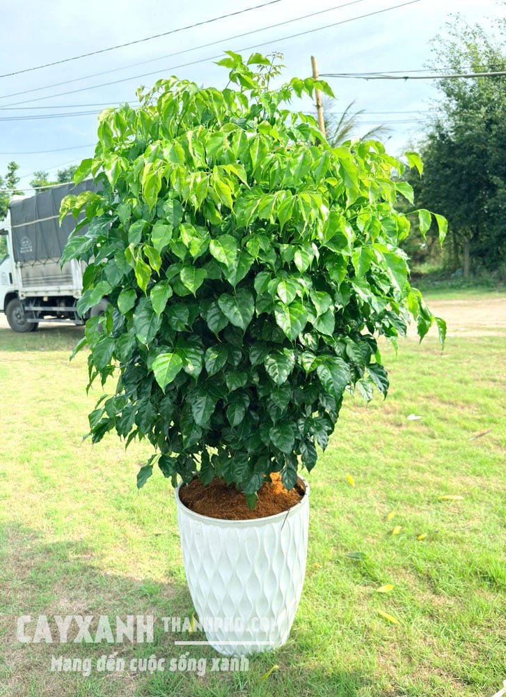 CÂY HẠNH PHÚC TRỒNG SẴN TRONG CHẬU – MÓN QUÀ XANH MANG MAY MẮN, TÀI LỘC VÀ BÌNH AN 2