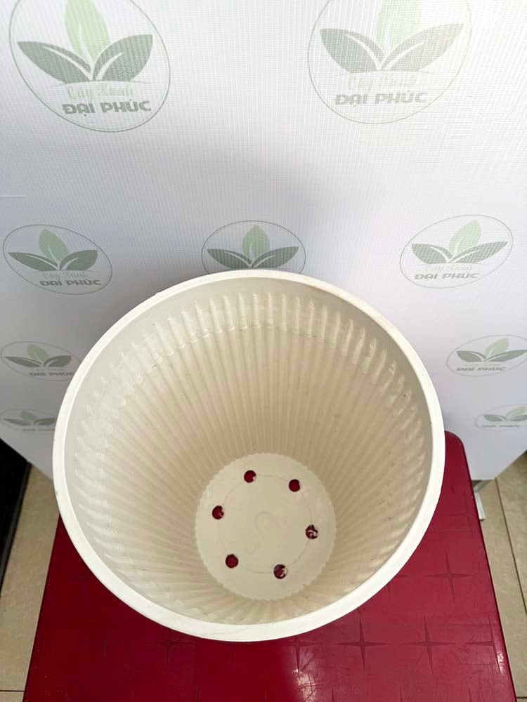 Chậu Nhựa Sọc Trắng 31x40cm – Thanh Thoát, Dễ Phối Cây Nội Thất 3