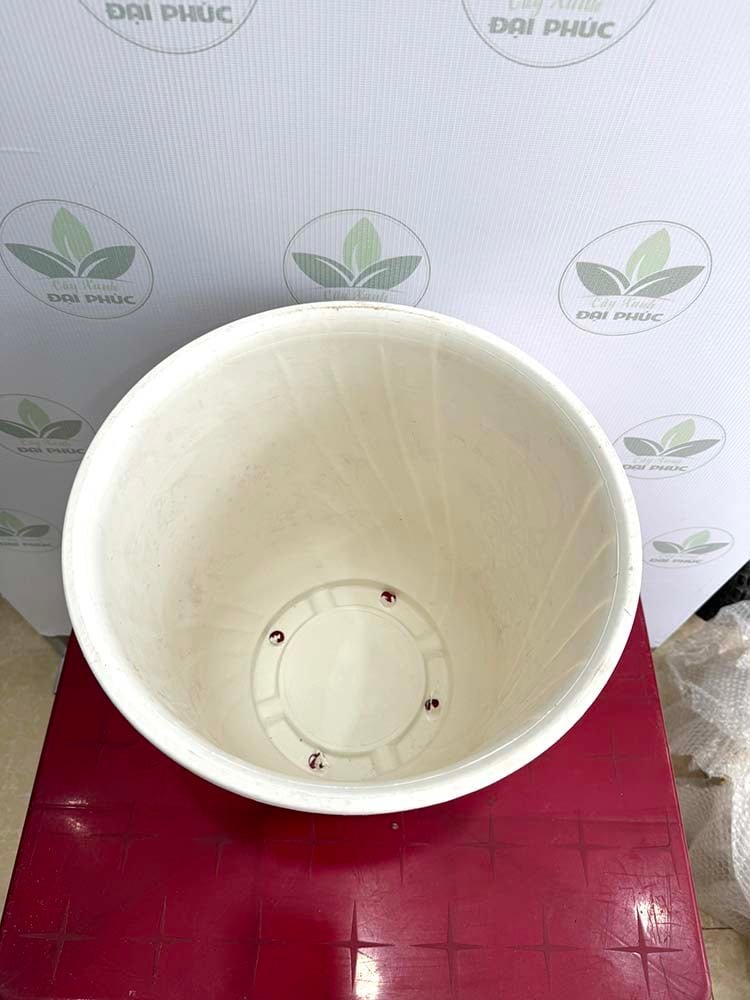 Chậu Nhựa Trắng Hoa Cúc 35x37cm – Nhẹ Nhàng, Dễ Phối Cây Nội Thất 3