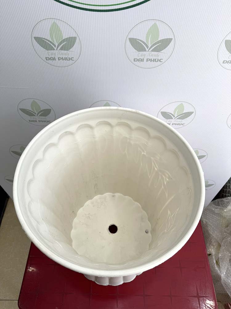 Chậu Nhựa Trúc Trắng – Thanh Lịch, Bền Đẹp Cho Nhiều Không Gian 3