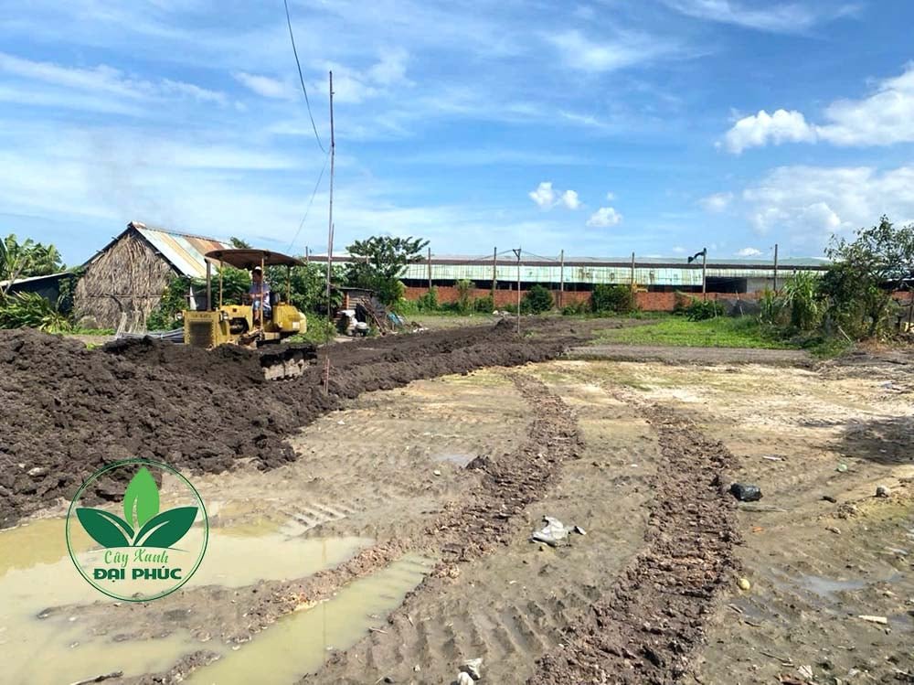 Đất Thịt Trồng Cây Được Lấy Từ Đâu? Quy Trình Khai Thác Và Giao Đất 3